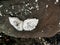 Selective focus shot of oysters on a black rock