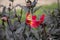 Selective focus shot of a painted lady butterfly on top of a single red dahlia flower