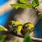Selective focus shot of a pair of Silvereye birds perched on a tree branch