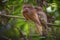 Selective focus shot of papuan frogmouth birds perched on a tree branch