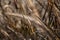 Selective focus shot of Pennisetum Rubrum fountain grass