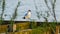 Selective focus shot of a perched Black-headed Gull