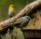 Selective focus shot of a perched small bird