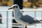 Selective focus shot of a perched white seagull