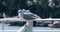 Selective focus shot of perched white seagulls