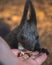 Selective focus shot of a person gives food to a cute tassel-eared squirrel