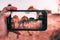 Selective focus shot of a phone taking picture of camels