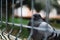 Selective focus shot of a pigeon behind a fence in the park