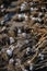 Selective focus shot of a pile of garlic stacked on top of each other