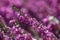 Selective focus shot of pink buddleia flowers with a blurred background