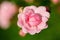 Selective focus shot of a pink flower with some droplets on its petals