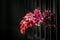 Selective focus shot of pink flowers captured by the fence of a garden