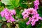 Selective focus shot of pink flowers of Succulent bergenia in a natural environment