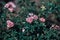 Selective focus shot of pink Multiflora roses in a park