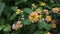 Selective focus shot of pink and yellow lantana blossoms