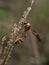 Selective focus shot of a potter wasp on the grass  on blurred background.insects,animals,fauna,macro photography
