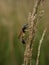 Selective focus shot of a potter wasp on the grass  on blurred background.insects,animals,fauna,macro photography