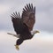 Selective focus shot of a powerful bald eagle flying in the sky