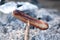 Selective focus shot of a prepared sausage on a wood stick fire ashes