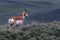 Selective focus shot of a pronghorn antelope in a field