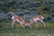 Selective focus shot of pronghorn antelopes in a field