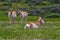 Selective focus shot of pronghorn antelopes in a field
