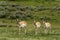 Selective focus shot of pronghorn (Antilocapra americana) in Yellowstone National Park, Wyoming