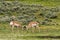 Selective focus shot of pronghorn (Antilocapra americana) in Yellowstone National Park, Wyoming