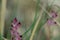 Selective focus shot of purple alpine penny plant