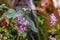 Selective focus shot of purple Blue Throatwort (Trachelium Caeruleum) flowers