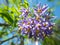 Selective focus shot of purple Brazilian Nightshade