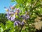 Selective focus shot of purple Brazilian Nightshade