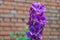 Selective focus shot of purple flowers with a cobblestone wall on the blurred background