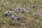 Selective focus shot of purple Hairy fuzzy pasque flowers in springtime