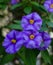 Selective focus shot of purple nightshade flowers