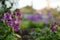 Selective focus shot of a purple Penstemon Polaris Purple flower