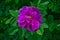 Selective focus shot of a purple rose rugosa