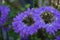 Selective focus shot of purple scaevola aemula