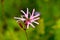 Selective focus shot of a Ragged robin flower