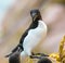 Selective focus shot of a razorbill bird standing on a rock with blur background