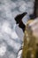 Selective focus shot of a razorbill seabird perched on the edge of a bridge against bokeh background