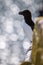 Selective focus shot of a razorbill seabird perched on the edge of a bridge against bokeh background