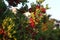 Selective focus shot of red berries ripen on branches of shrubs