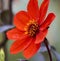 Selective focus shot of red Dahlia Bishop of Llandaff flower