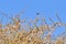 Selective focus shot of a red dragonfly balancing on dry vegetation