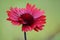 Selective focus shot of red gaillardia flower on blurred green background