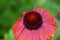 Selective focus shot of red gaillardia flower on blurred green background