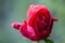 Selective focus shot of a red rose with some droplets on its petals