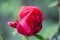 Selective focus shot of a red rose with some droplets on its petals