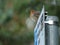 Selective focus shot of a robin bird resting at the top of a metal signage post